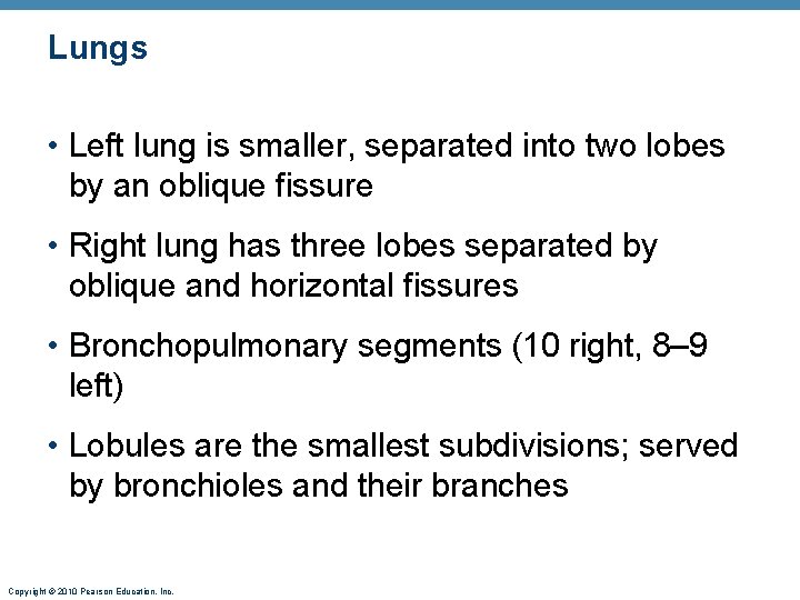 Lungs • Left lung is smaller, separated into two lobes by an oblique fissure