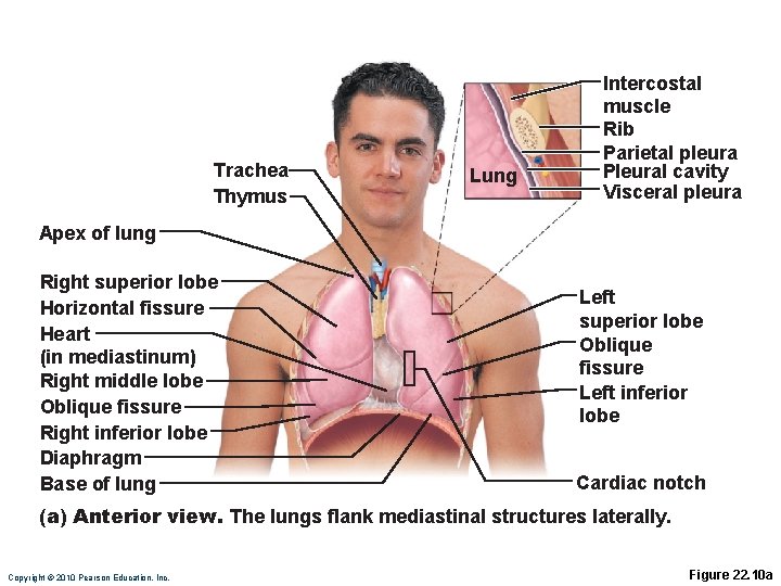 Trachea Thymus Lung Intercostal muscle Rib Parietal pleura Pleural cavity Visceral pleura Apex of