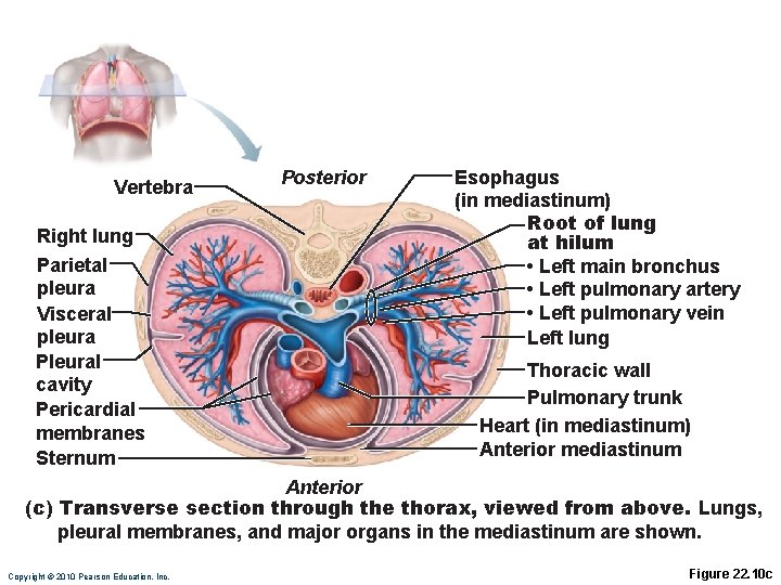 Vertebra Right lung Parietal pleura Visceral pleura Pleural cavity Pericardial membranes Sternum Posterior Esophagus