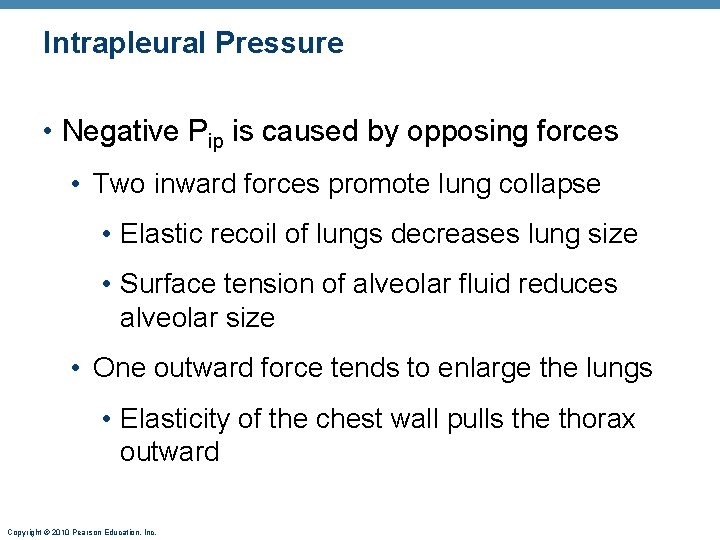 Intrapleural Pressure • Negative Pip is caused by opposing forces • Two inward forces