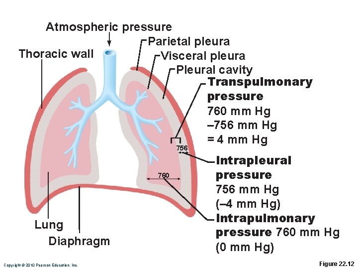 Atmospheric pressure Parietal pleura Thoracic wall Visceral pleura Pleural cavity Transpulmonary pressure 760 mm