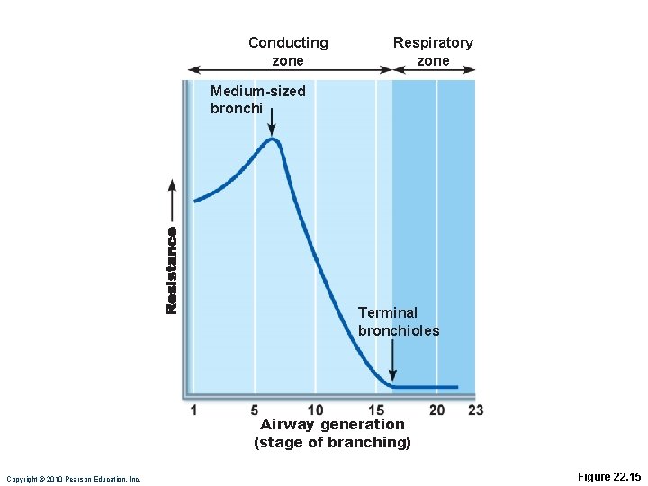 Conducting zone Respiratory zone Medium-sized bronchi Terminal bronchioles Airway generation (stage of branching) Copyright