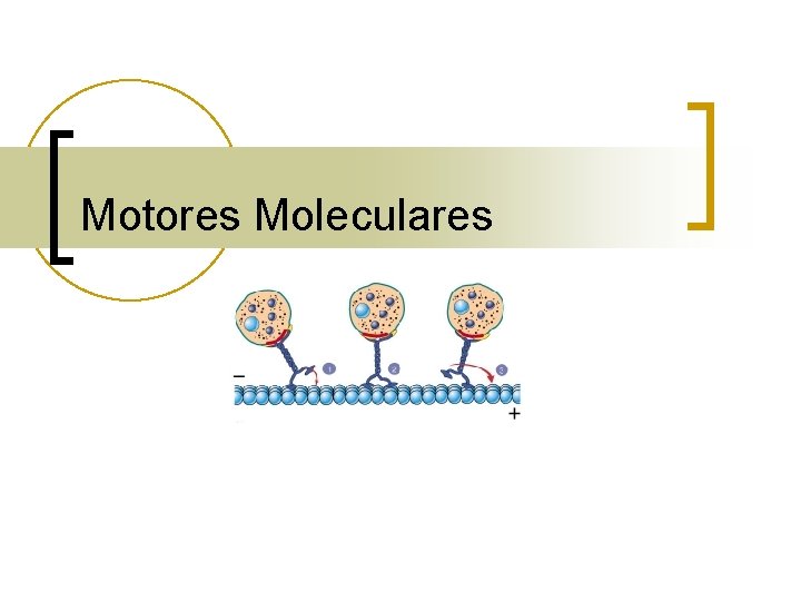 Motores Moleculares 