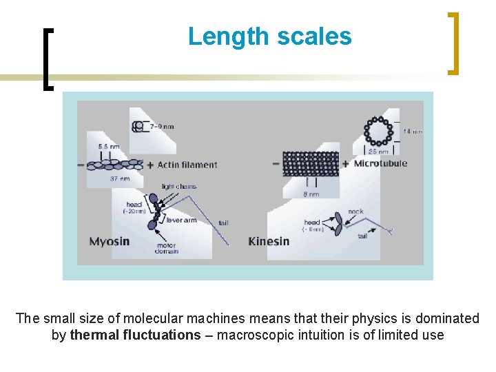 Length scales The small size of molecular machines means that their physics is dominated