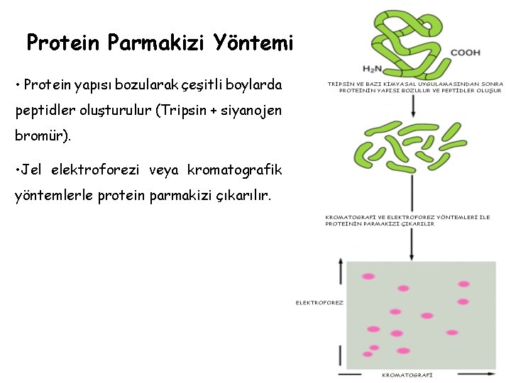 Protein Parmakizi Yöntemi • Protein yapısı bozularak çeşitli boylarda peptidler oluşturulur (Tripsin + siyanojen