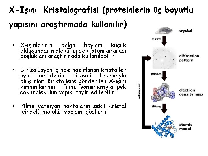 X-Işını Kristalografisi (proteinlerin üç boyutlu yapısını araştırmada kullanılır) • X-ışınlarının dalga boyları küçük olduğundan