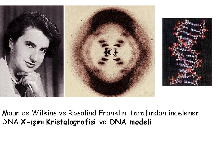 Maurice Wilkins ve Rosalind Franklin tarafından incelenen DNA X-ışını Kristalografisi ve DNA modeli 