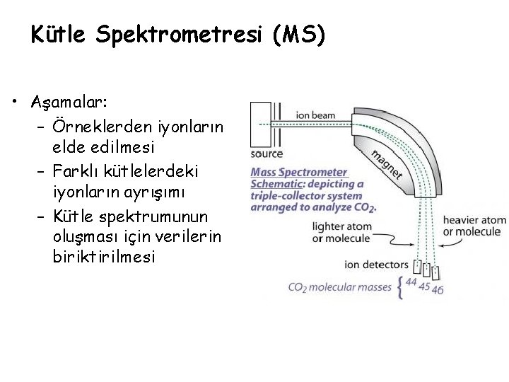 Kütle Spektrometresi (MS) • Aşamalar: – Örneklerden iyonların elde edilmesi – Farklı kütlelerdeki iyonların