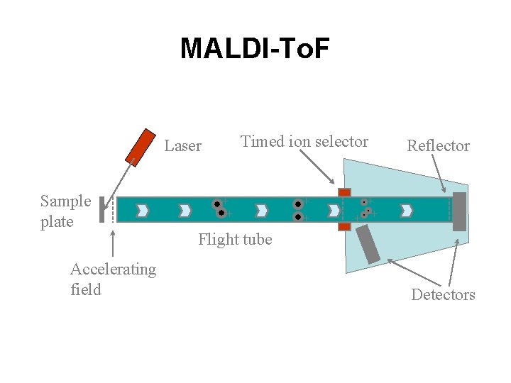 MALDI-To. F Timed ion selector Laser Sample plate Accelerating field + + Reflector +