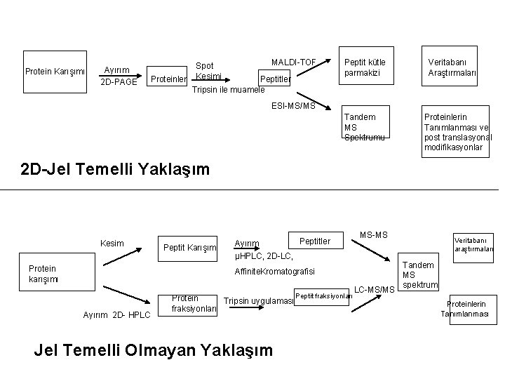 Protein Karışımı Ayırım 2 D-PAGE Proteinler MALDI-TOF Spot Kesimi Peptitler Tripsin ile muamele Peptit