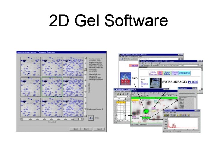 2 D Gel Software 