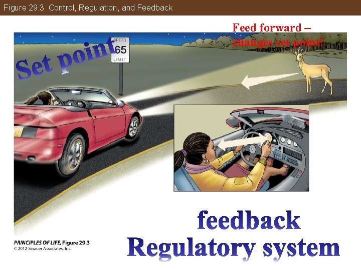 Figure 29. 3 Control, Regulation, and Feedback Feed forward – changes set point! 