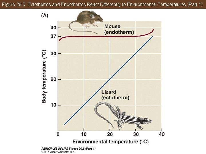 Figure 29. 5 Ectotherms and Endotherms React Differently to Environmental Temperatures (Part 1) 
