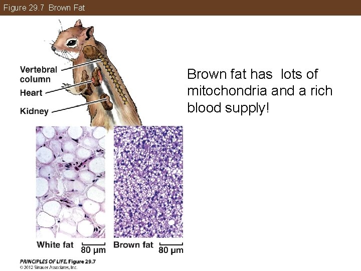 Figure 29. 7 Brown Fat Brown fat has lots of mitochondria and a rich