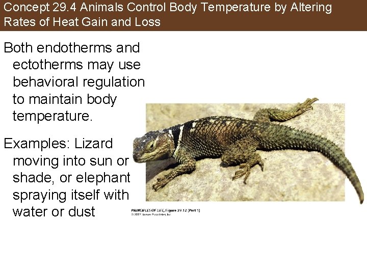 Concept 29. 4 Animals Control Body Temperature by Altering Rates of Heat Gain and