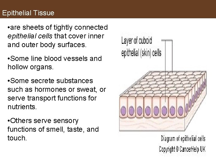 Epithelial Tissue • are sheets of tightly connected epithelial cells that cover inner and