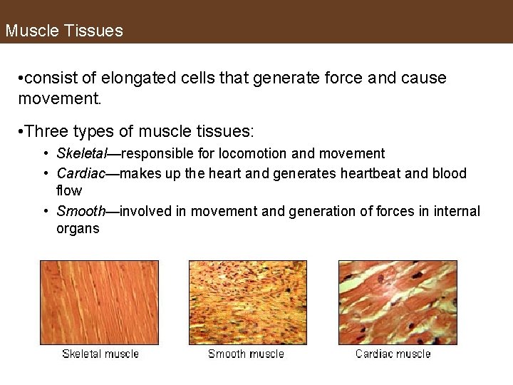 Muscle Tissues • consist of elongated cells that generate force and cause movement. •