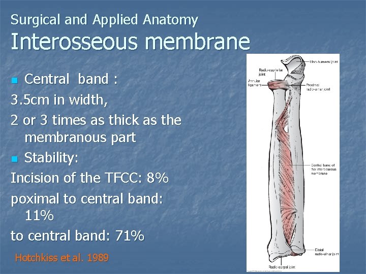 Surgical and Applied Anatomy Interosseous membrane Central band : 3. 5 cm in width,