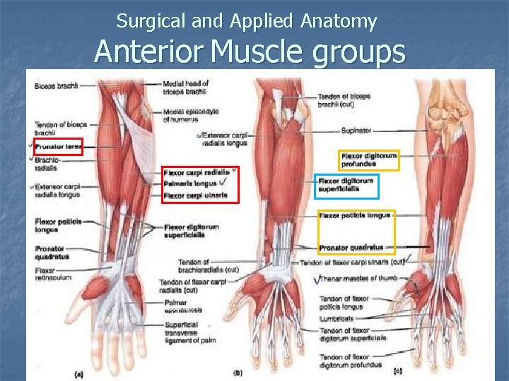 Surgical and Applied Anatomy Anterior Muscle groups 