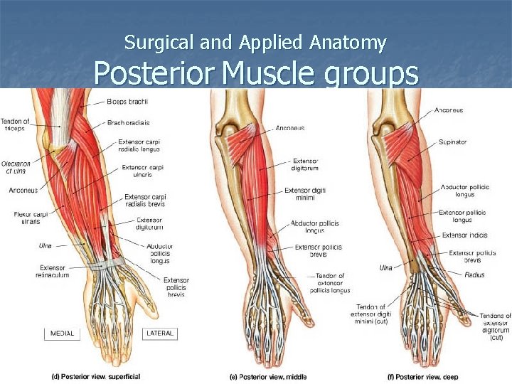 Surgical and Applied Anatomy Posterior Muscle groups 