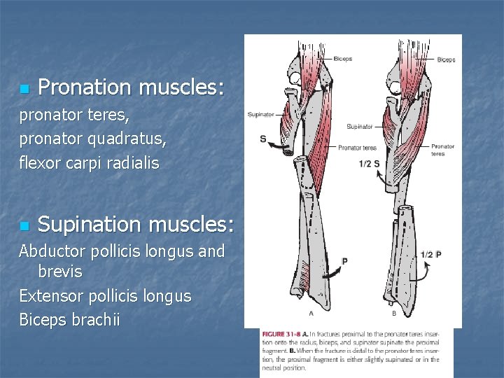 n Pronation muscles: pronator teres, pronator quadratus, flexor carpi radialis n Supination muscles: Abductor