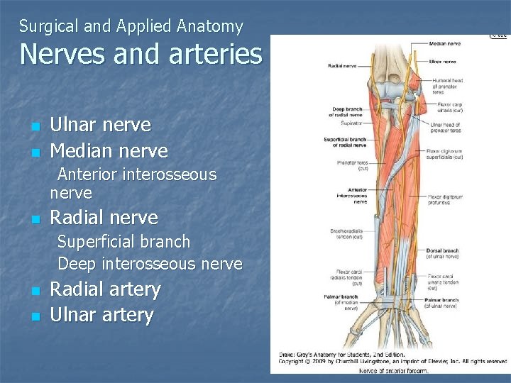 Surgical and Applied Anatomy Nerves and arteries n n Ulnar nerve Median nerve Anterior
