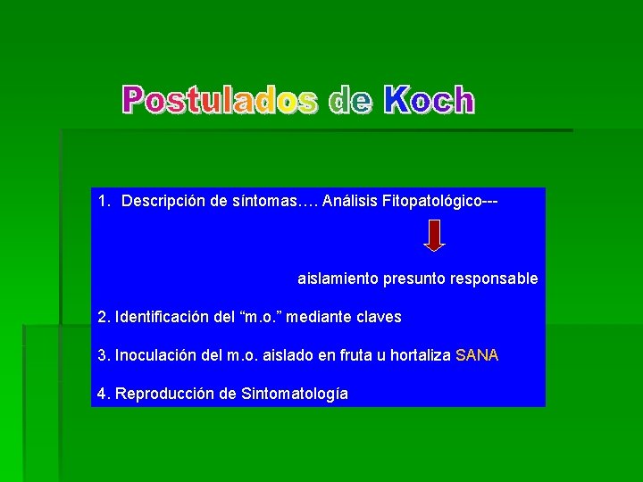 1. Descripción de síntomas…. Análisis Fitopatológico--- aislamiento presunto responsable 2. Identificación del “m. o.