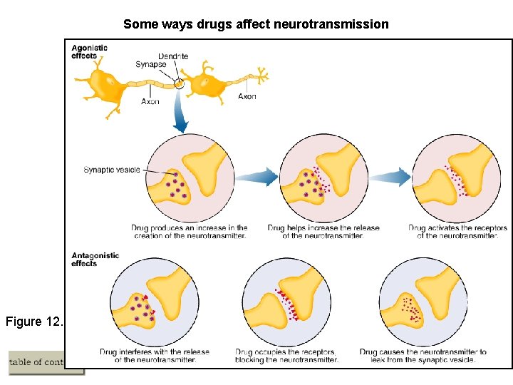 Some ways drugs affect neurotransmission Figure 12. 6 