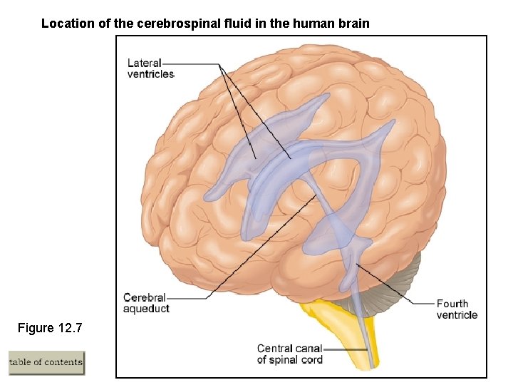 Location of the cerebrospinal fluid in the human brain Figure 12. 7 