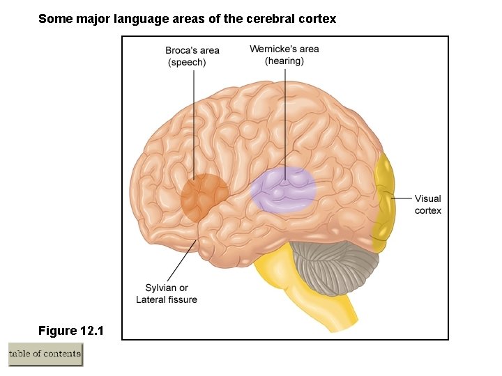 Some major language areas of the cerebral cortex Figure 12. 1 