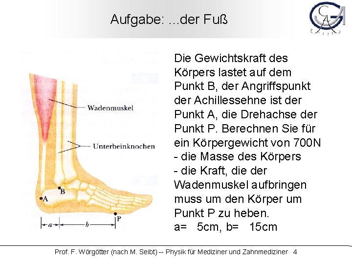 Aufgabe: . . . der Fuß Die Gewichtskraft des Körpers lastet auf dem Punkt