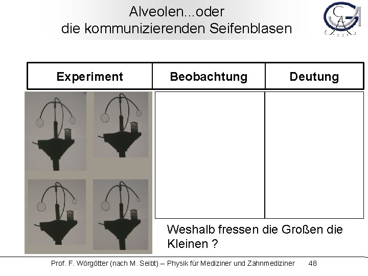 Alveolen. . . oder die kommunizierenden Seifenblasen Experiment Beobachtung Deutung Weshalb fressen die Großen