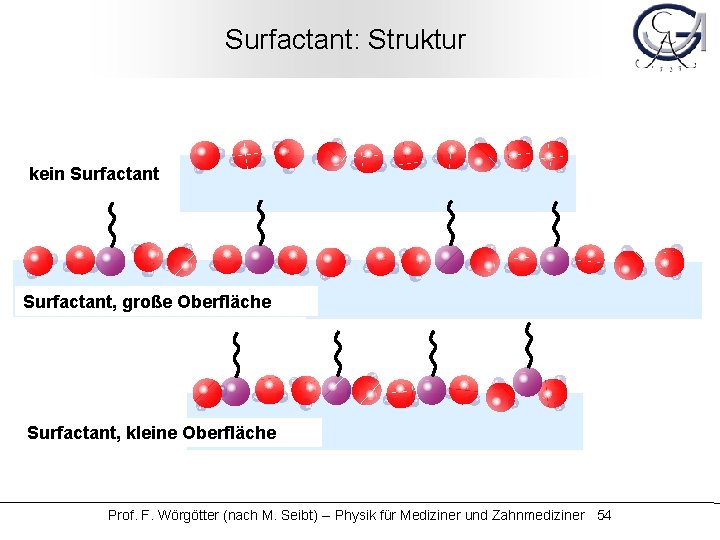 Surfactant: Struktur kein Surfactant, große Oberfläche Surfactant, kleine Oberfläche Prof. F. Wörgötter (nach M.