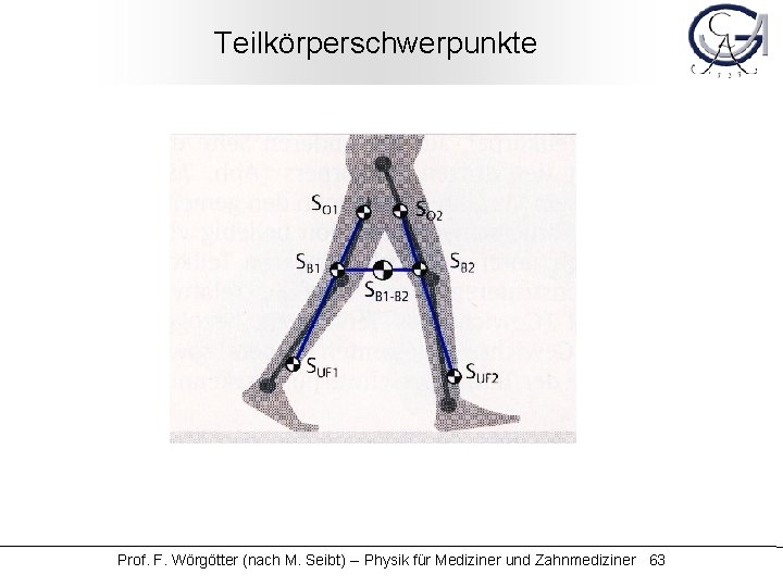 Teilkörperschwerpunkte Prof. F. Wörgötter (nach M. Seibt) -- Physik für Mediziner und Zahnmediziner 63