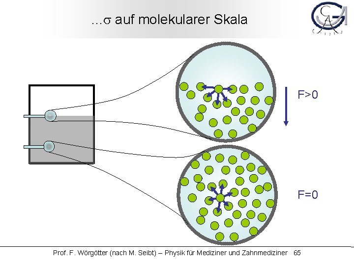 . . . s auf molekularer Skala F>0 F=0 Prof. F. Wörgötter (nach M.