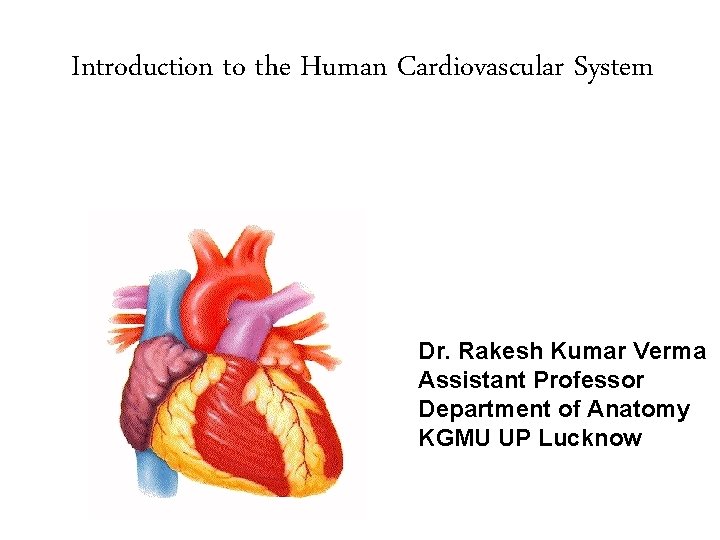 Introduction to the Human Cardiovascular System Dr. Rakesh Kumar Verma Assistant Professor Department of