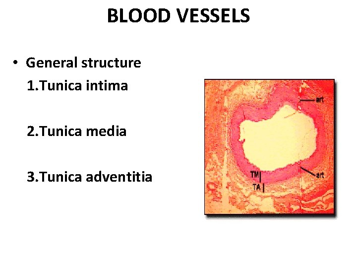 BLOOD VESSELS • General structure 1. Tunica intima 2. Tunica media 3. Tunica adventitia