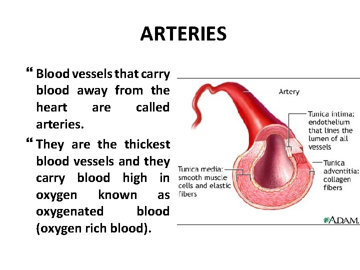 ARTERIES Blood vessels that carry blood away from the heart are called arteries. They