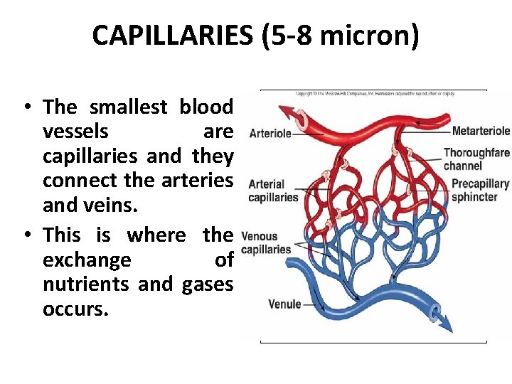 CAPILLARIES (5 -8 micron) • The smallest blood vessels are capillaries and they connect