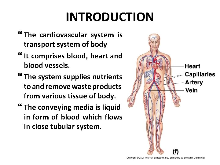 INTRODUCTION The cardiovascular system is transport system of body It comprises blood, heart and