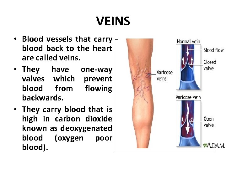 VEINS • Blood vessels that carry blood back to the heart are called veins.