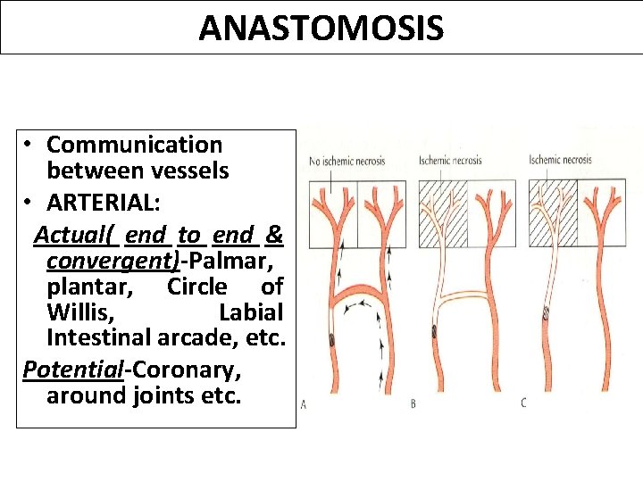 ANASTOMOSIS • Communication between vessels • ARTERIAL: Actual( end to end & convergent)-Palmar, plantar,