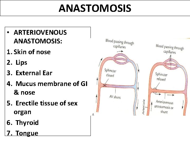 ANASTOMOSIS • ARTERIOVENOUS ANASTOMOSIS: 1. Skin of nose 2. Lips 3. External Ear 4.