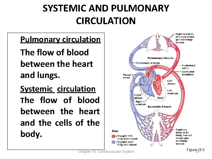 SYSTEMIC AND PULMONARY CIRCULATION Pulmonary circulation The flow of blood between the heart and