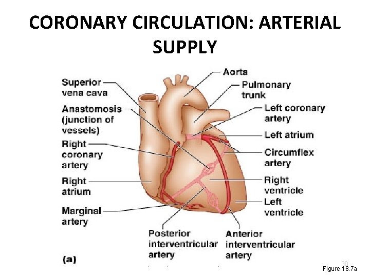 CORONARY CIRCULATION: ARTERIAL SUPPLY Chapter 18, Cardiovascular System 30 Figure 18. 7 a 