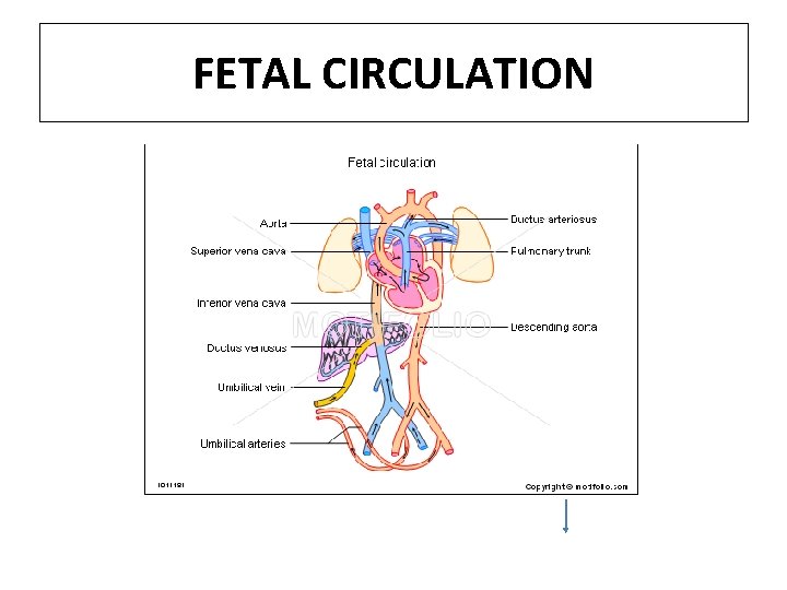 FETAL CIRCULATION 
