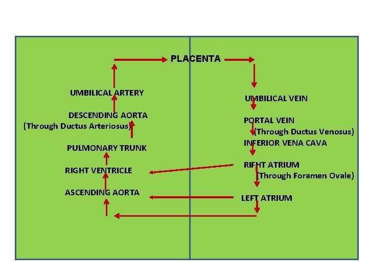 PLACENTA UMBILICAL ARTERY DESCENDING AORTA (Through Ductus Arteriosus) PULMONARY TRUNK RIGHT VENTRICLE ASCENDING AORTA