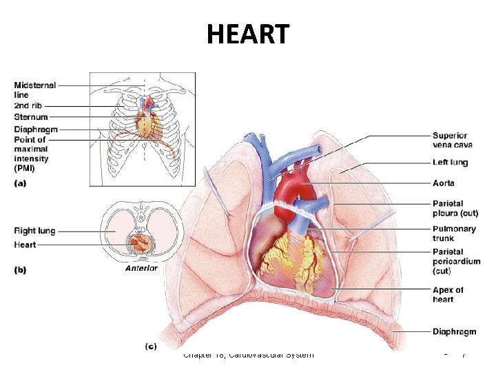 HEART Chapter 18, Cardiovascular System Figure 18. 1 7 
