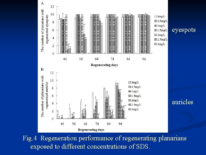 eyespots auricles Fig. 4 Regeneration performance of regenerating planarians exposed to different concentrations of