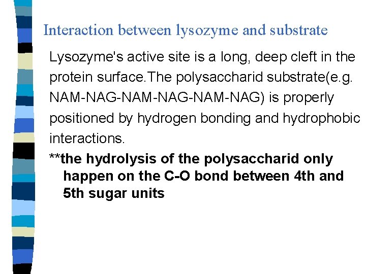 Interaction between lysozyme and substrate Lysozyme's active site is a long, deep cleft in